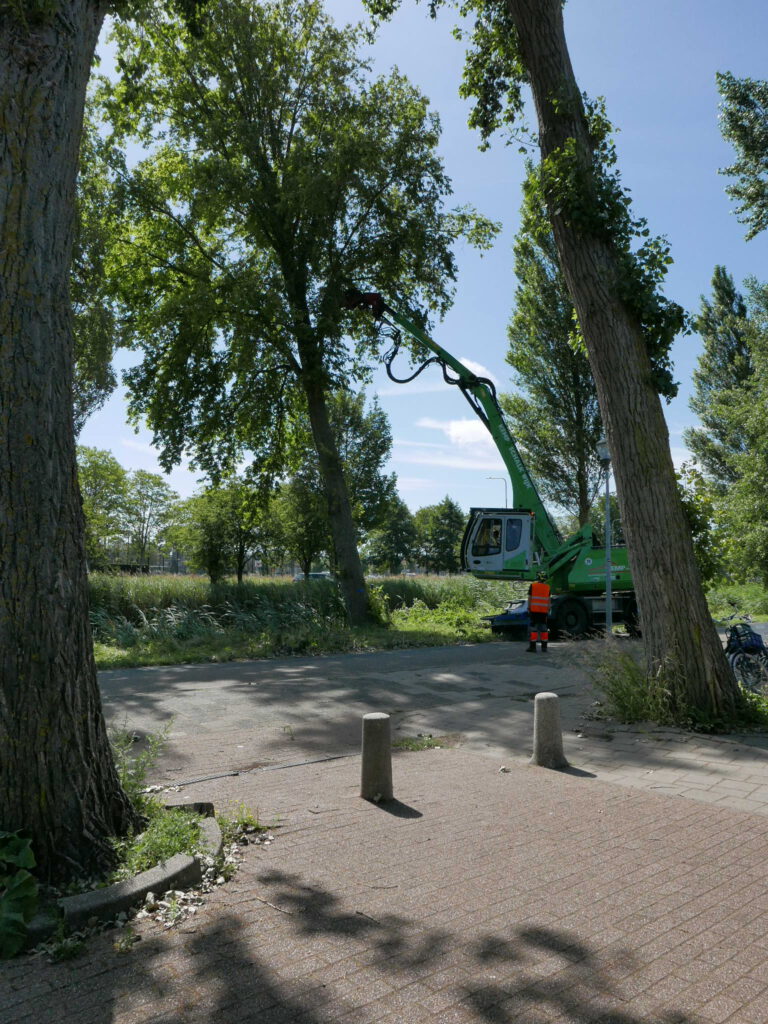 Het mechanisch kappen van een populier bij de IJsbaan Haarlem
