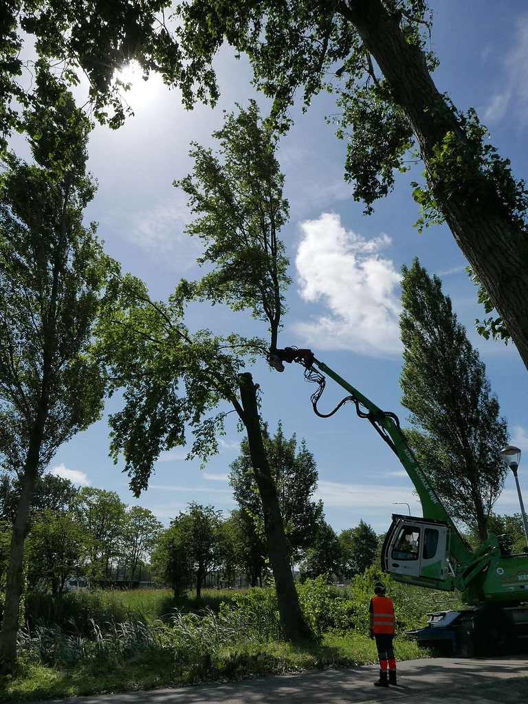 EEn grote tak van een populier wordt mechanisch afgezaagd bij de IJsbaan Haarlem