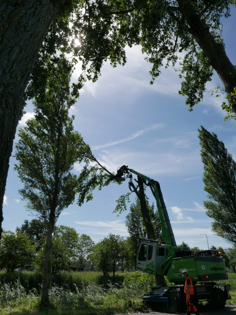 De laatste grote tak van een populier wordt afgezaagd bij de IJsbaan Haarlem.